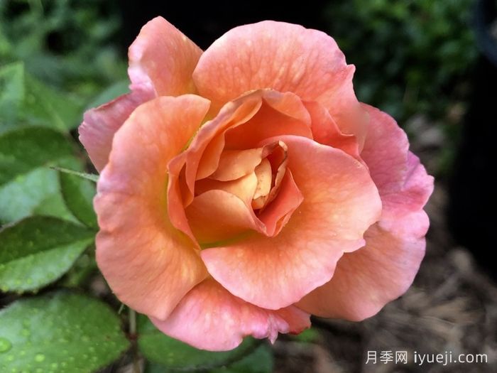 黎明月季/黎明破晓月季Day Breaker(图2)