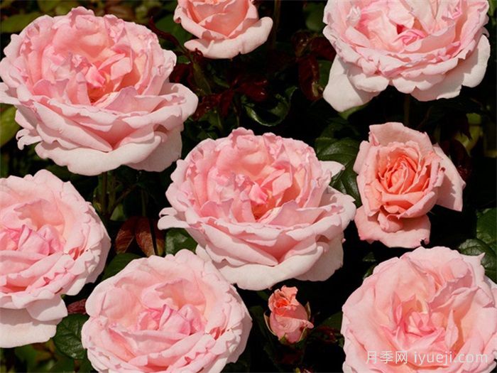 蕾切尔月季/兰蔻Racquel Renaissance(图2)