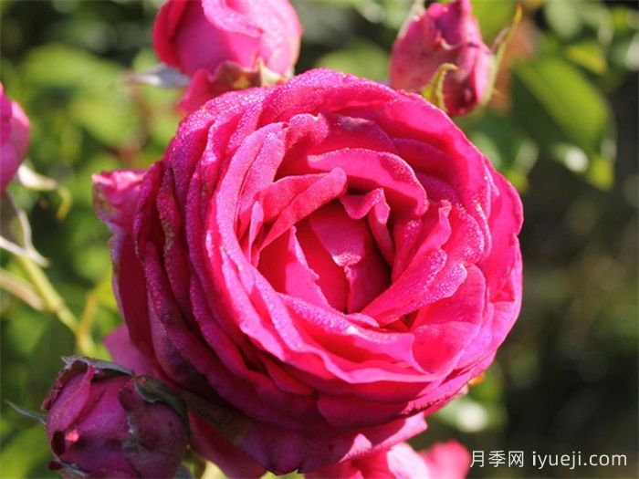 雷吉斯马蔻月季/瑞吉斯马柯Regis Marcon(图2)