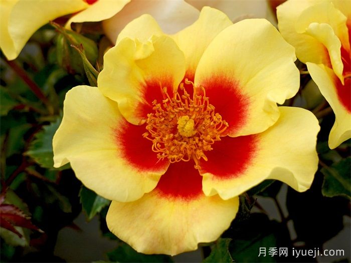 老虎眼睛月季/老虎之眼/虎之眼Eye of the Tiger(图1)