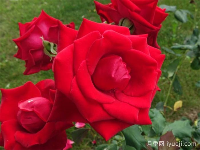 老兵荣誉月季/退伍军人荣誉Veterans Honor(图3)