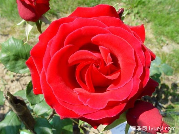 老兵荣誉月季/退伍军人荣誉Veterans Honor(图2)