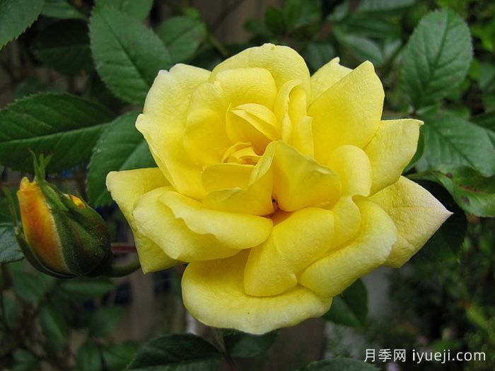 劳拉福特月季/诺曼底Laura Ford(图2)