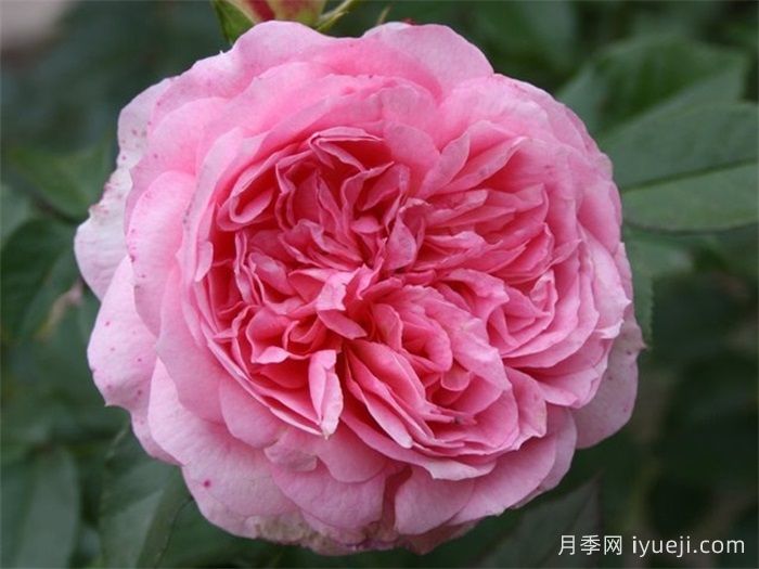 浪漫索菲亚月季Sophia Romantica(图2)