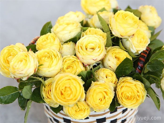 浪漫黄河月季(图2)