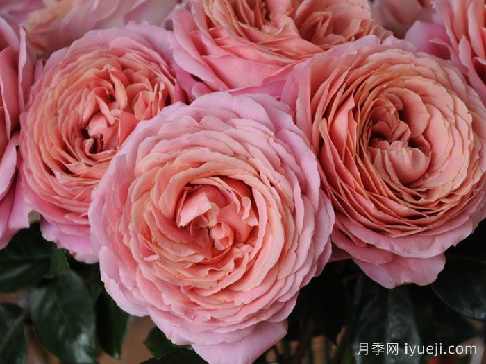 浪漫古董月季/浪漫安提克Romantic Antike Freelander(图1)