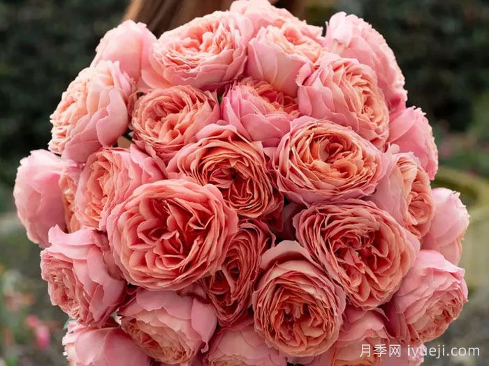 浪漫古董月季/浪漫安提克Romantic Antike Freelander(图2)