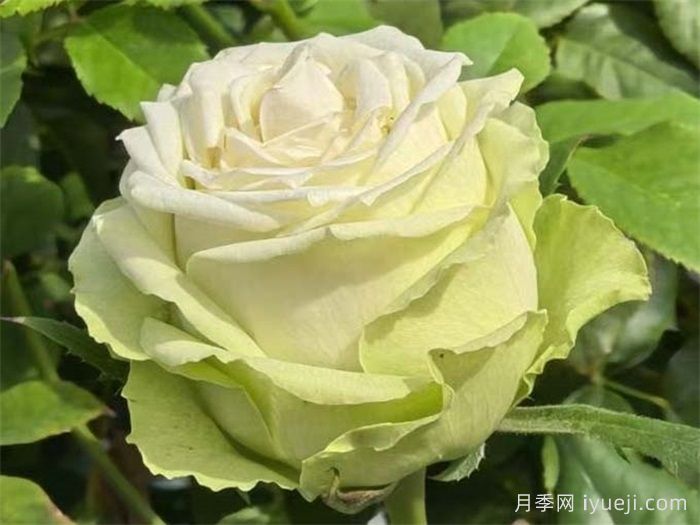 浪漫格林月季/绿色浪漫/绿色格林Green Romantic(图1)