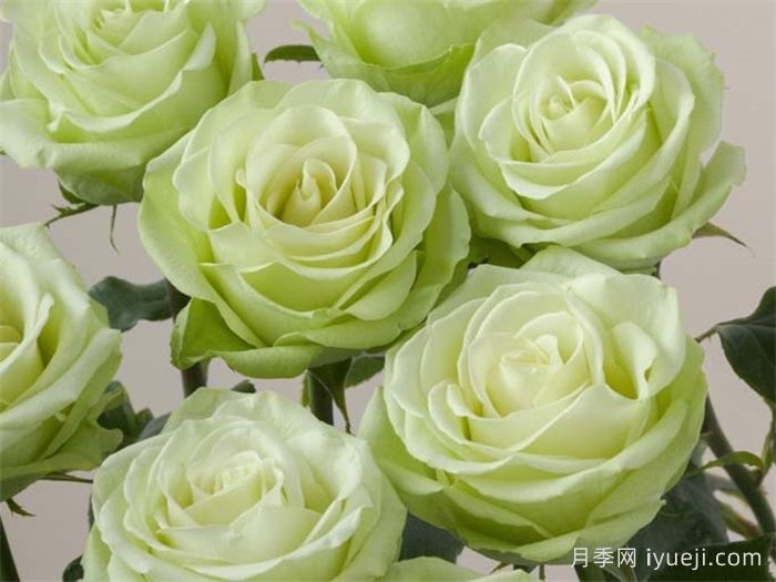 浪漫格林月季/绿色浪漫/绿色格林Green Romantic(图3)