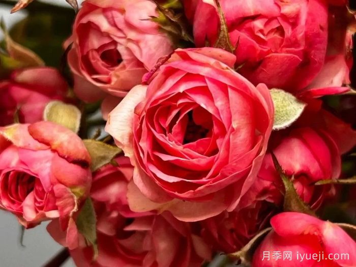 浪漫比克月季Bico Baby Romantica(图1)