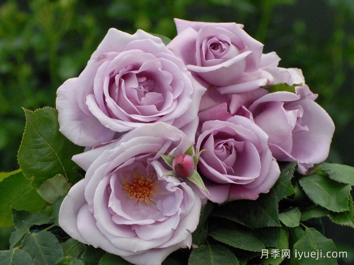 蓝月亮月季/蓝月月季Blue Moon(图3)