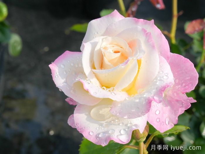 六翼天使炽天使月季/炽天使Seraphim(图2)