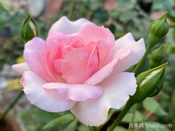 卢尔德百年庆典月季Centenaire de Lourdes Rose(图1)