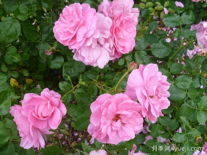 卢尔德百年庆典月季Centenaire de Lourdes Rose(图3)