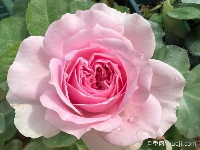 楼兰月季KIMlitschi(图1)