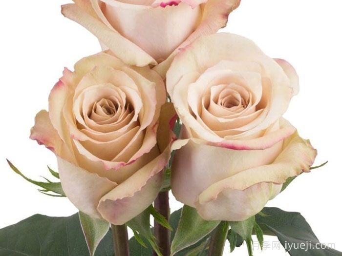 流沙月季Quick Sand(图2)