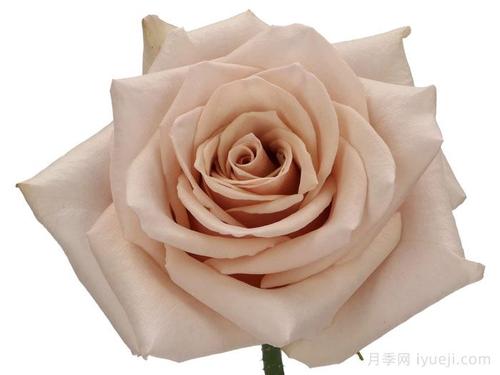 流沙月季Quick Sand(图3)