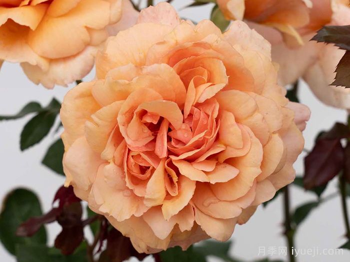 灵魂姐妹月季Soul Sister(图2)