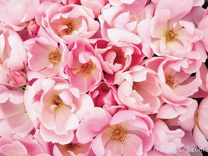 亮粉绝代佳人月季/腮红绝代佳人Blushing Knock Out(图2)