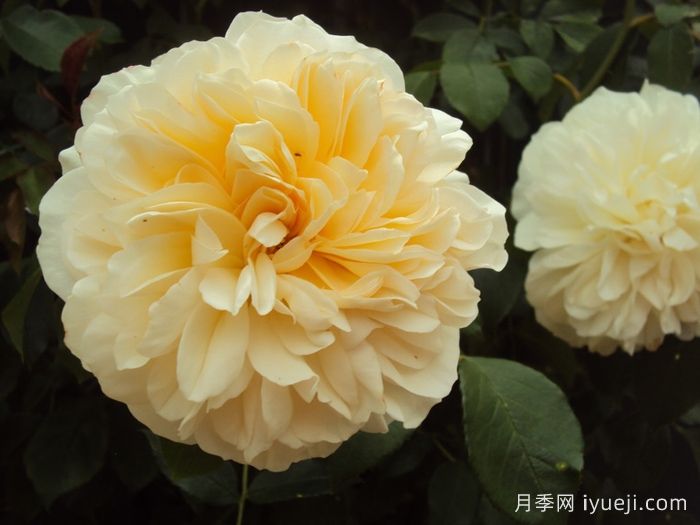 利奇菲尔德天使月季Lichfield Angel(图2)