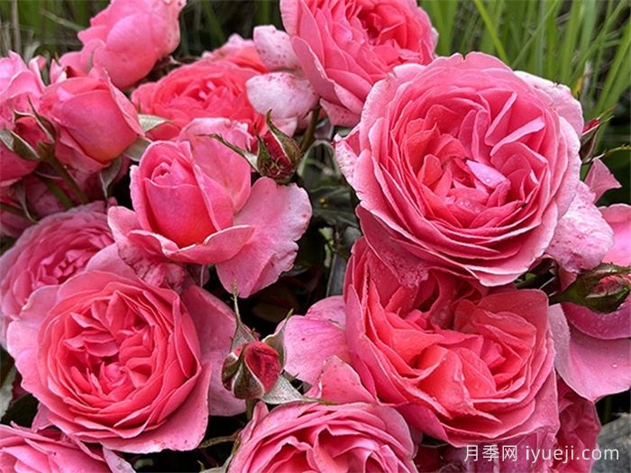 利格贝莱尔伯爵夫人月季Rosier Comtesse Liger-Belair(图3)