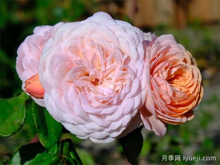 利安德尔月季(图3)