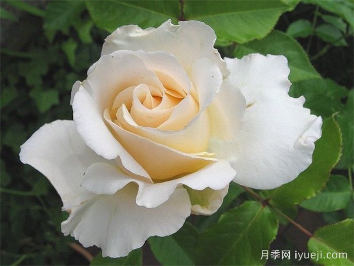 丽娜月季/丽娜文艺复兴月季Lina Renaissance(图1)