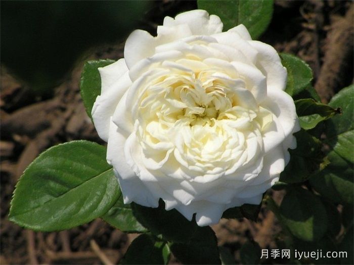 丽娜月季/丽娜文艺复兴月季Lina Renaissance(图2)