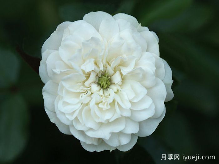 绿冰月季Green Ice(图4)