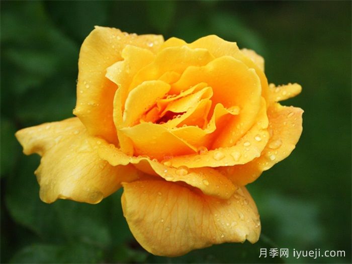 马可波罗月季Marco Polo(图2)