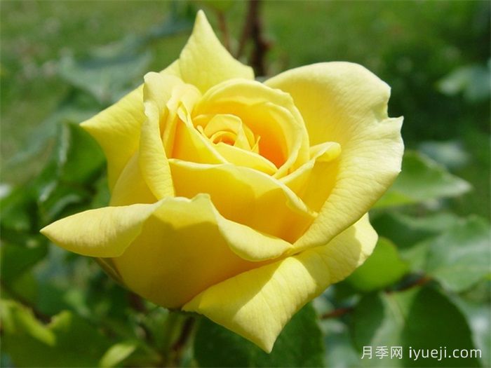 马可波罗月季Marco Polo(图3)