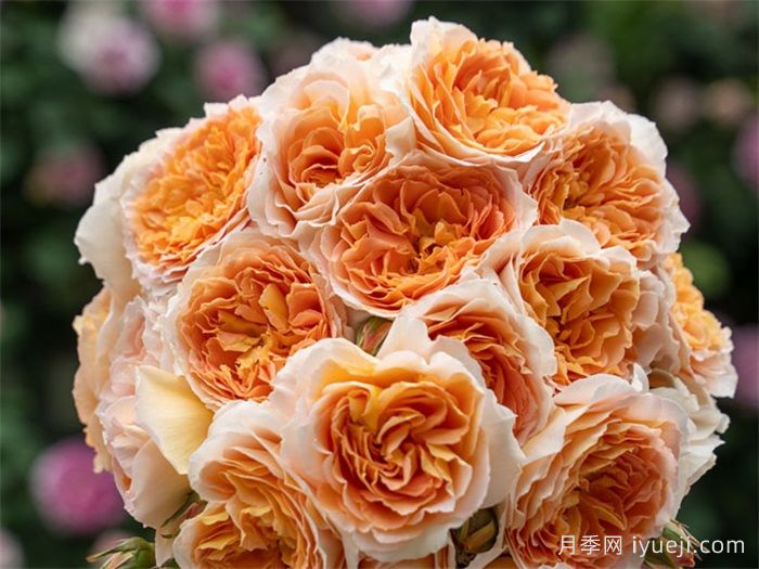 落日熔金月季(图3)