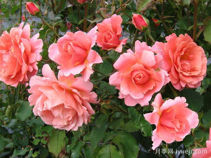 落日华光月季/阿里巴巴月季Sunset Glow(图2)