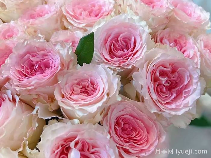 洛神月季/洛河女神Goddess of the Luo River(图1)