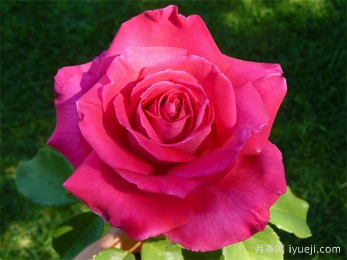 洛丽塔月季/天赐恩典月季/彼得梅尔Lolita Lempicka(图3)