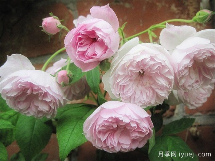 洛尔达乌月季/弃儿Laure Davoust(图1)