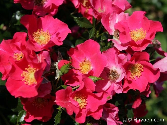 罗马城月季City of Rome(图1)