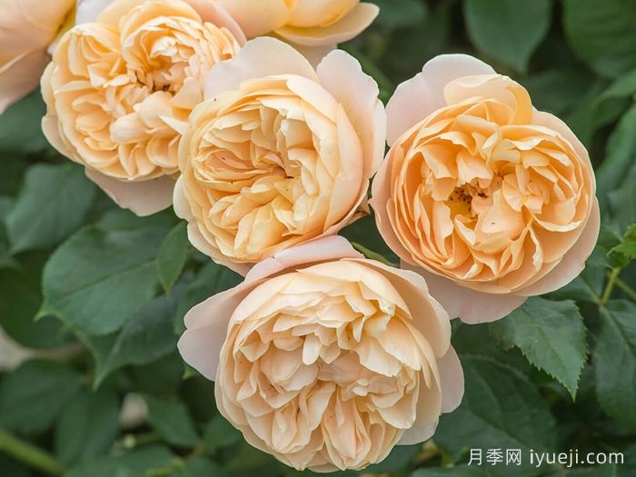 罗尔德达尔月季Roald Dahl(图2)