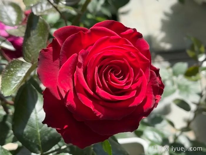 罗德斯月季Rhodos(图1)