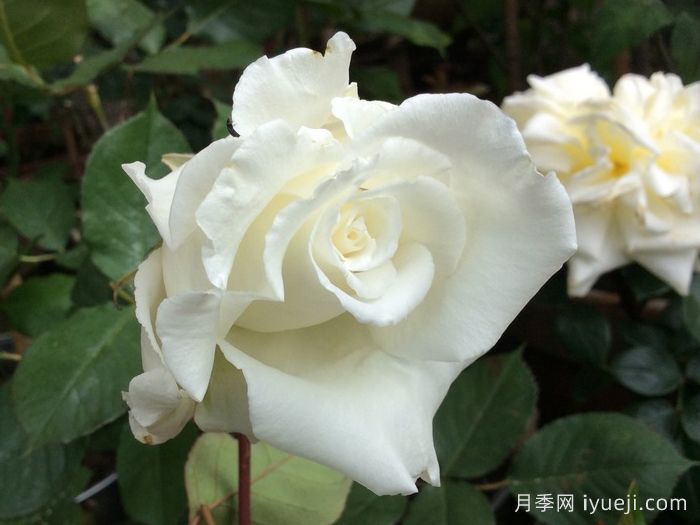 路易斯朗斯夫人月季/白色荆棘崖Mme Louis Lens(图1)