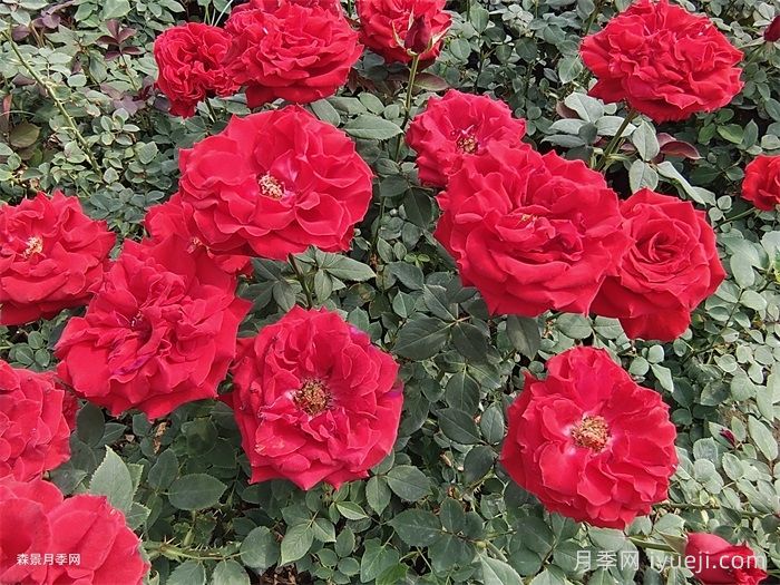 月季育种家：美国William A. Warriner(图1)