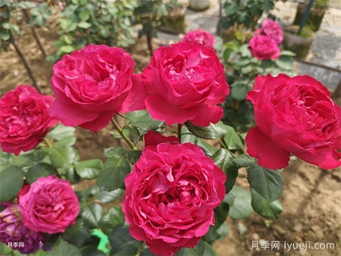 月季花泡水喝有什么功效？(图1)