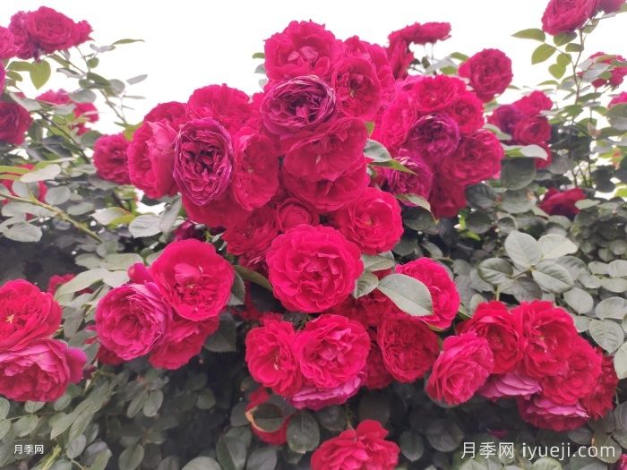 阳台养月季，看看这几款开花劳模(图2)