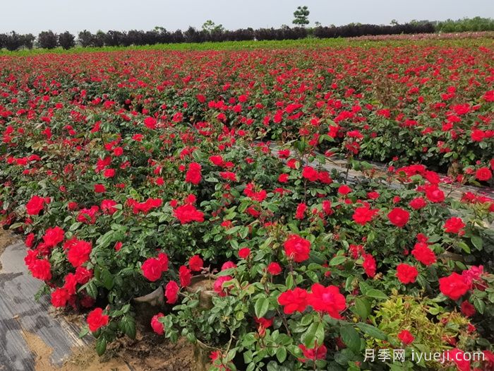 南阳方城：博望镇三千巾帼战严寒 嫁接扦插绣明天(图3)