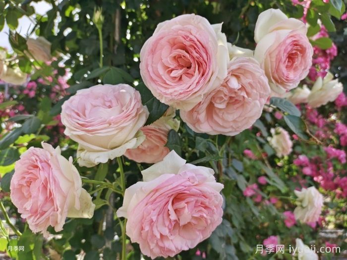 粉色龙沙宝石，藤本月季的浪漫顶流(图2)