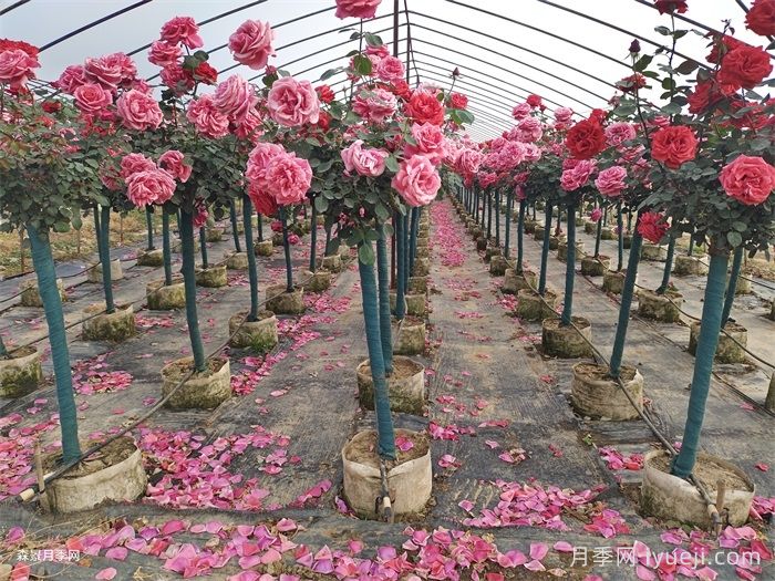 南阳三公分树状月季成绿化工程新宠(图1)