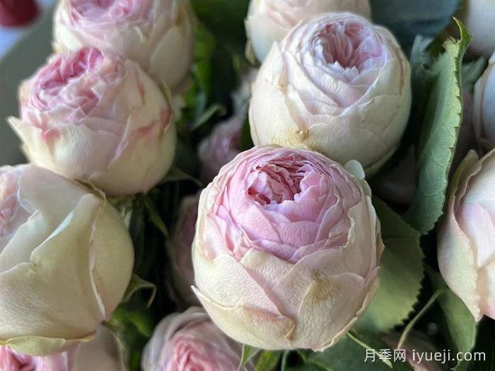 曼斯菲尔德庄园月季/泰林月季Mansfiled Park(图2)