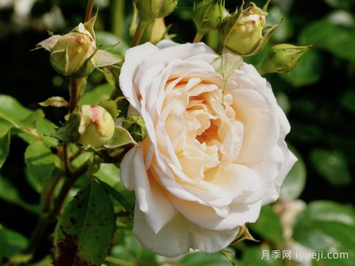 玛婷吉洛月季Martine Guillot(图2)