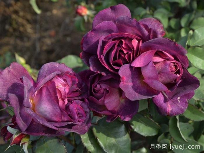 麦斯女妖月季/默斯女魔/恶魔般的海洋Diablesse de Mers(图3)