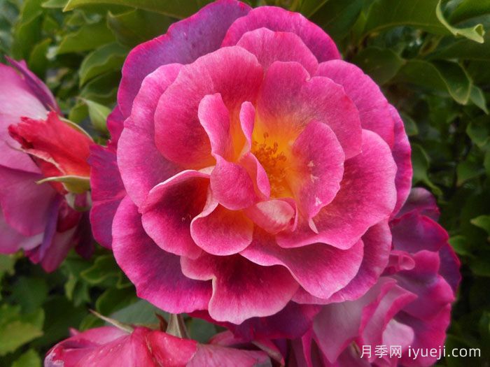 麦斯女妖月季/默斯女魔/恶魔般的海洋Diablesse de Mers(图1)